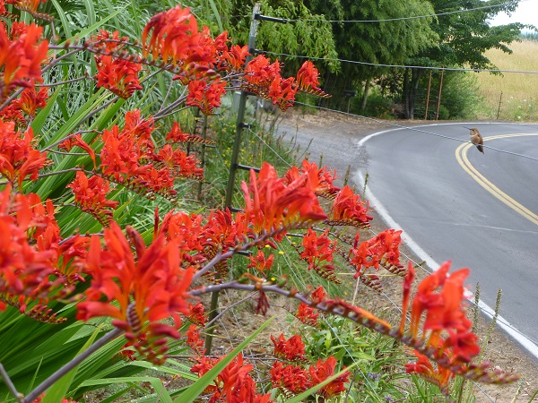 Some Crocosmia entertaining a hummingbird near the home of Jewel's daughter Alyse